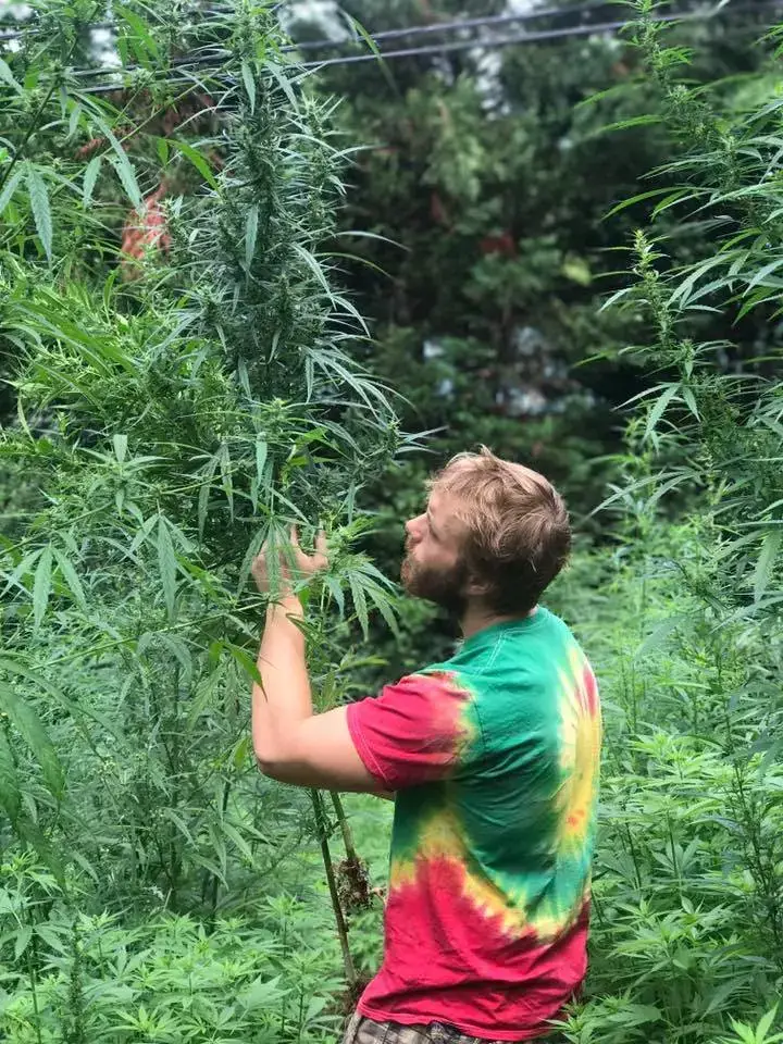 young man harvesting hemp in field