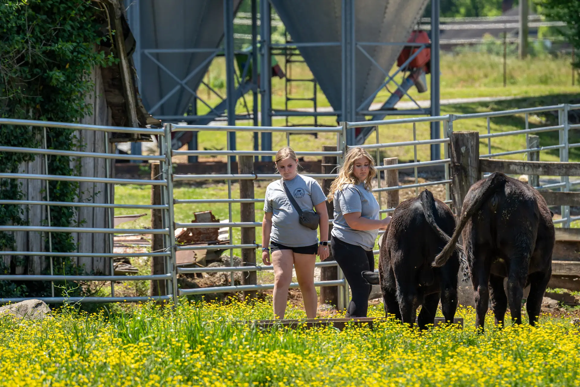 Two young women feed cows in a feedlot with yellow flowers in the foreground
